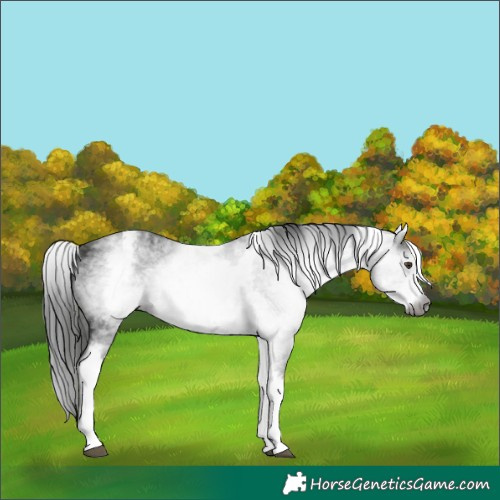 Horse Color:Gray White Spotted Liver Chestnut