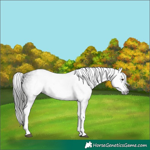 Horse Color:Gray White Spotted Liver Chestnut 