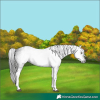 Horse Color:Gray White Spotted Liver Chestnut 