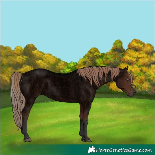 Horse Color:Void Liver Red Roan