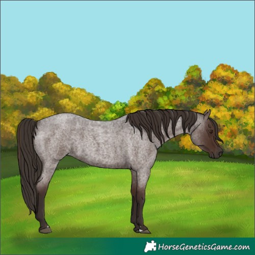 Horse Color:Liver Red Roan 