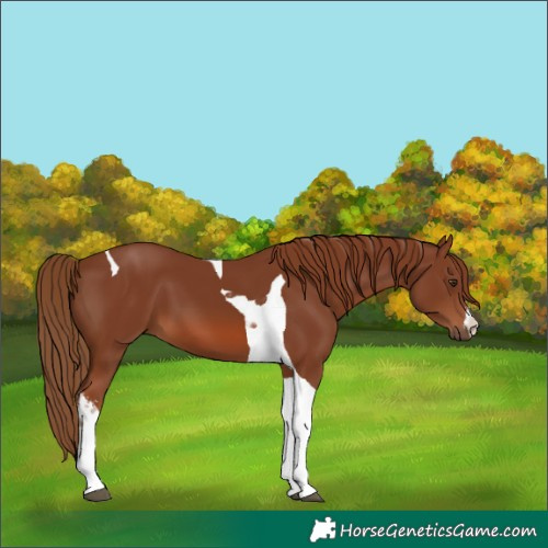 Horse Color:White Spotted Chestnut Tobiano 