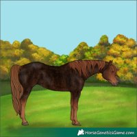 Horse Color:Void Red Roan 