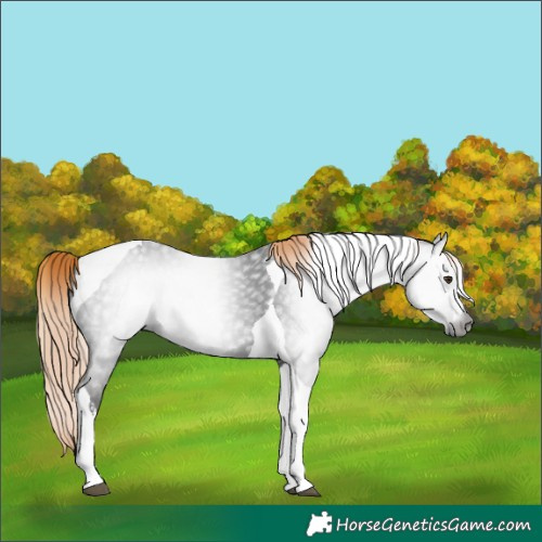 Horse Color:Gray White Spotted Liver Chestnut Tobiano 