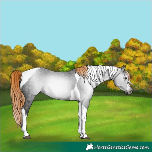 Horse Color:Gray White Spotted Liver Chestnut Tobiano 