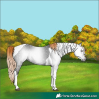 Horse Color:Gray White Spotted Liver Chestnut Tobiano 