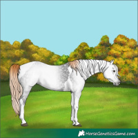 Horse Color:Gray White Spotted Liver Chestnut Tobiano 