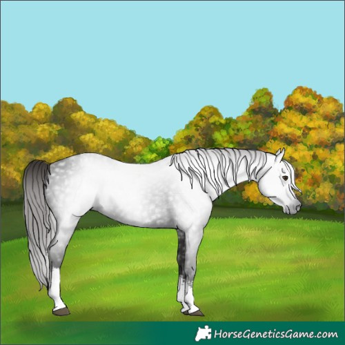 Horse Color:Gray White Spotted Liver Chestnut 