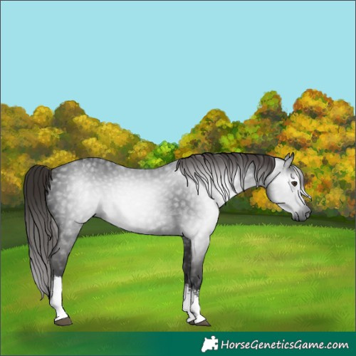 Horse Color:Gray White Spotted Liver Chestnut 