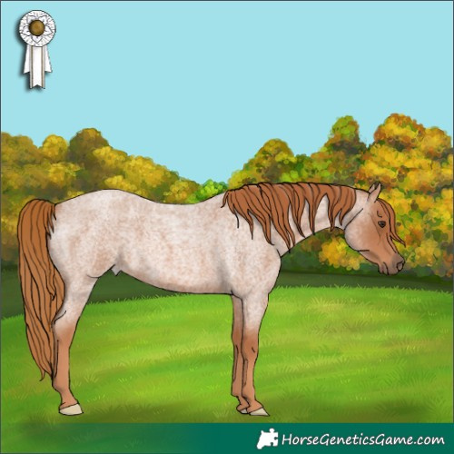 Horse Color:Red Roan 