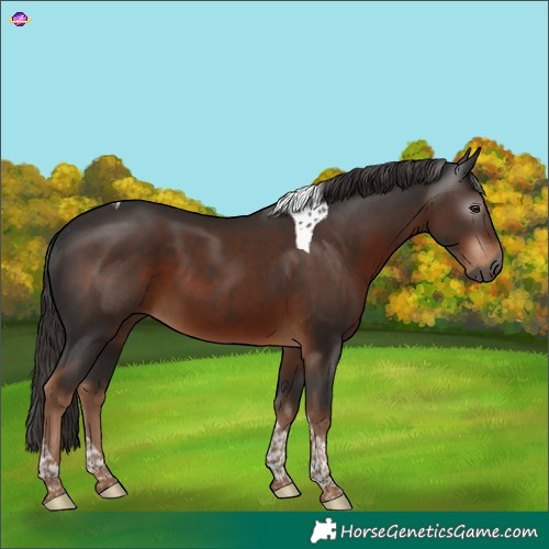 Horse Color:Gray Liver Chestnut Tobiano