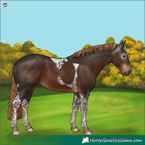Horse Color:Gray Liver Chestnut Tobiano 