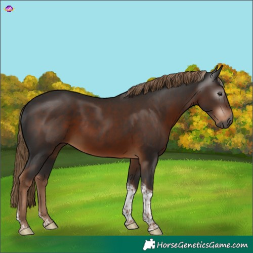 Horse Color:Gray Liver Chestnut Tobiano 