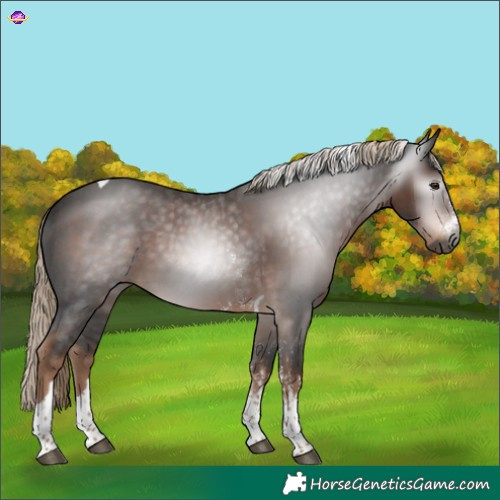 Horse Color:Gray Liver Chestnut Sabino Tobiano