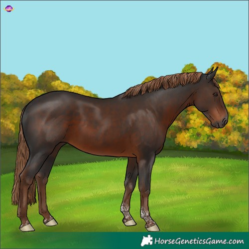 Horse Color:Gray Liver Chestnut Tobiano