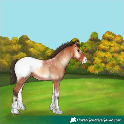 Horse Color:Bay Onyx Appaloosa 