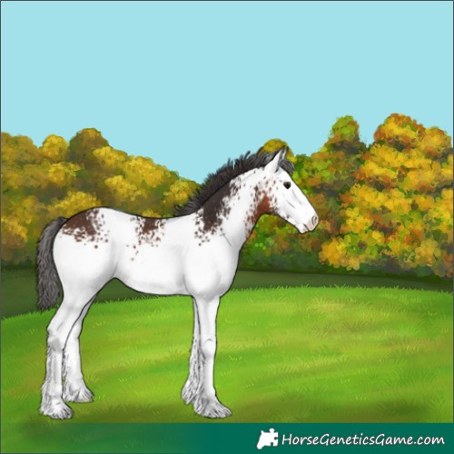 Horse Color:White Spotted Brown Appaloosa 
