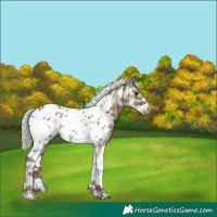 Horse Color:Plaid Silver Black Sabino Tobiano Frame Appaloosa