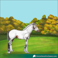 Horse Color:Brown Sabino Snowcap 