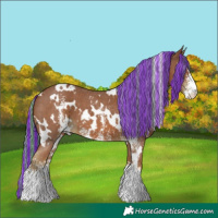 Horse Color:Painted White Spotted Chestnut Sabino 