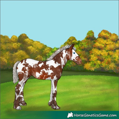 Horse Color:Silver Bay Sabino Splash Tobiano Appaloosa 