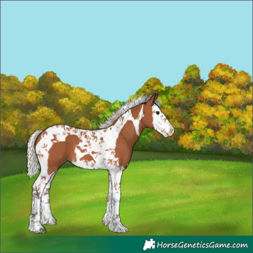 Horse Color:Silver Brown Splash Tobiano Appaloosa 