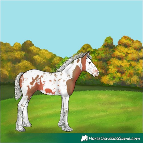 Horse Color:Watercolor Silver Bay Splash Tobiano Appaloosa 