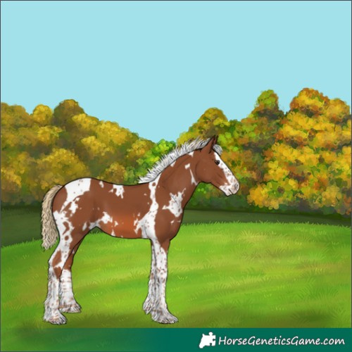 Horse Color:White Spotted Chestnut Splash Tobiano 