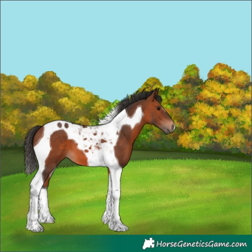 Horse Color:Bay Tobiano 