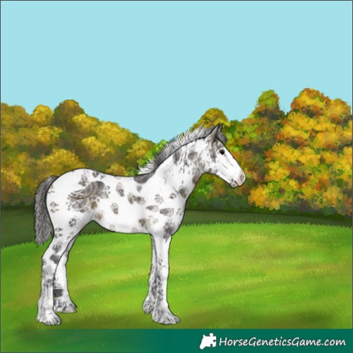 Horse Color:White Spotted Buckskin Ice Tobiano 