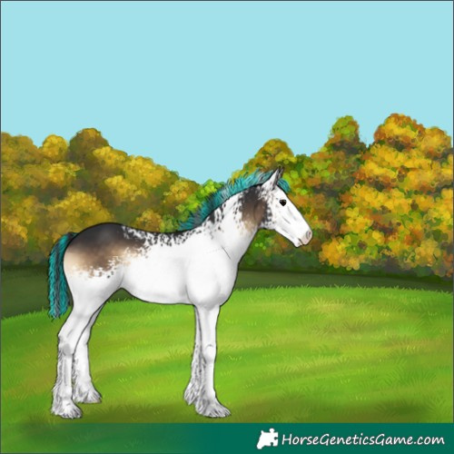 Horse Color:Painted White Spotted Brown Onyx Appaloosa 