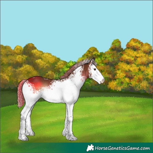 Horse Color:White Spotted Red Onyx 
