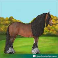 Horse Color:White Spotted Bay 