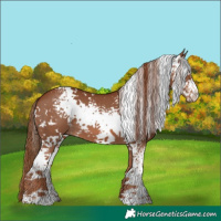 Horse Color:White Spotted Chestnut 