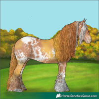 Horse Color:White Spotted Chestnut Appaloosa 