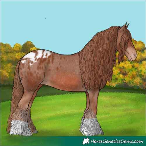 Horse Color:Chestnut Appaloosa 