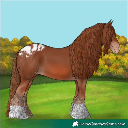 Horse Color:Chestnut Appaloosa 