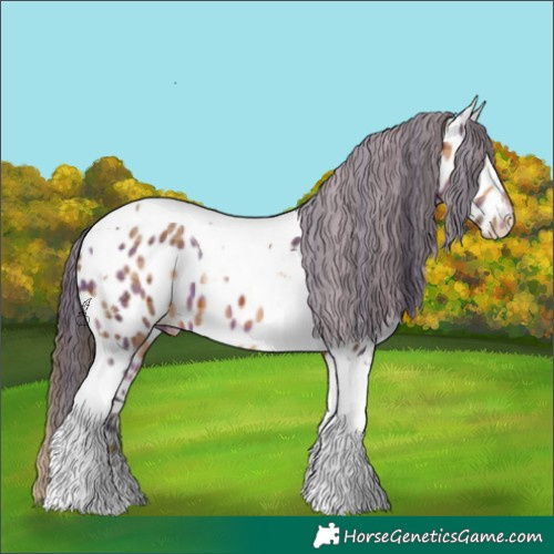Horse Color:Plaid  Bay Tobiano Appaloosa 