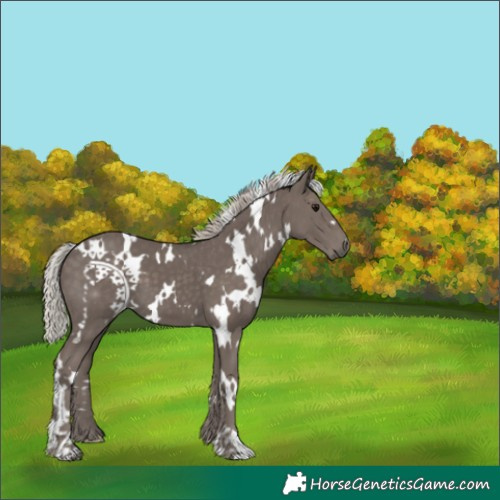 Horse Color:White Spotted Silver Black 
