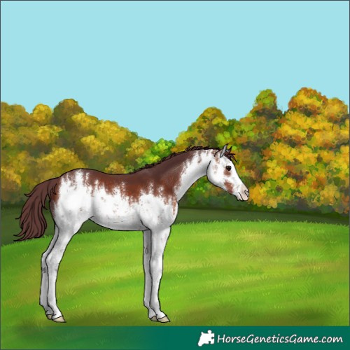 Horse Color:White Spotted Chocolate Bay 