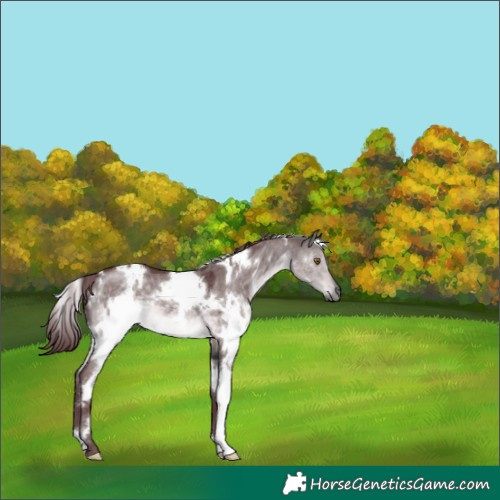 Horse Color:Platinum White Spotted Chocolate Buckskin Dun 