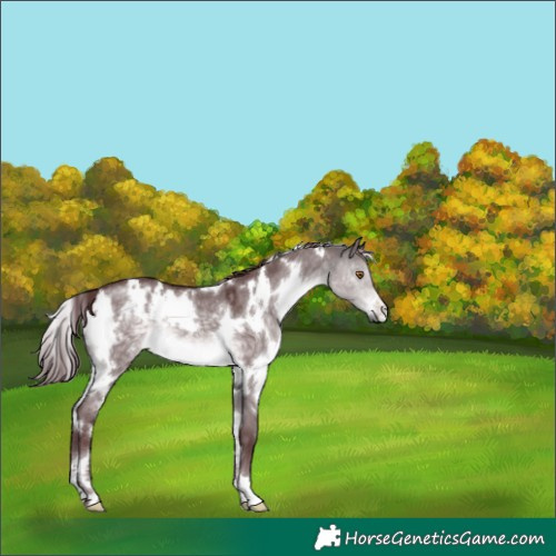 Horse Color:Platinum White Spotted Chocolate Buckskin Dun 