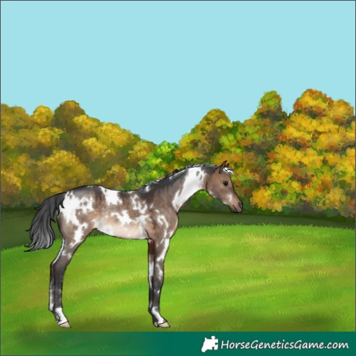 Horse Color:White Spotted Brown Dun Rabicano 