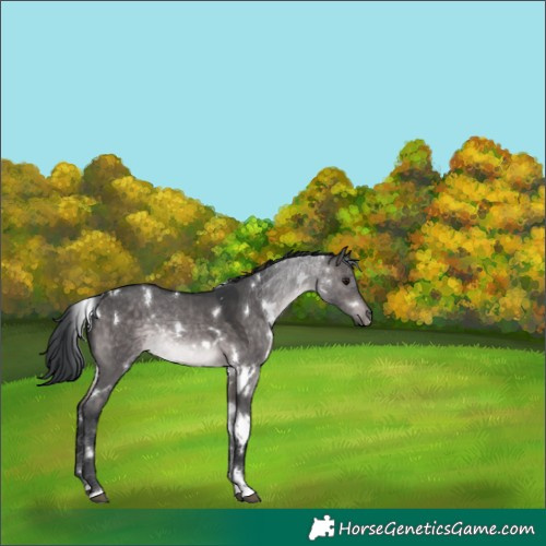 Horse Color:Platinum White Spotted Brown Dun 