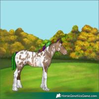 Horse Color:Gray Painted White Spotted Amber Champagne Dun Tobiano Appaloosa 