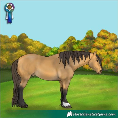 Horse Color:Buckskin 