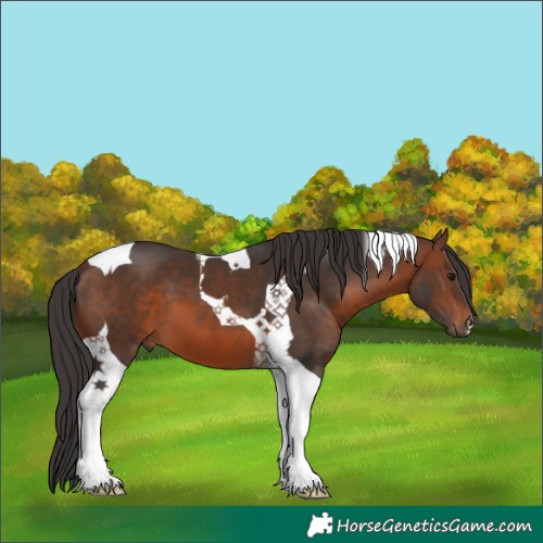 Horse Color:Brown Tobiano 