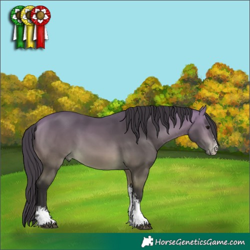 Horse Color:Buckskin Sabino 