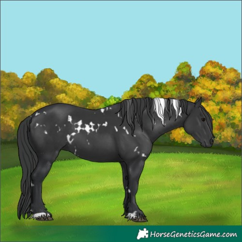 Horse Color:White Spotted Black 