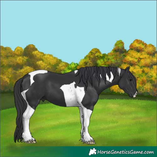 Horse Color:Black Tobiano 